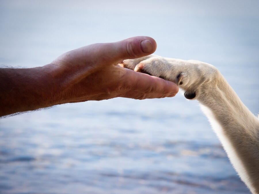 A kisállat hamvasztás jó alternatíva télen is!