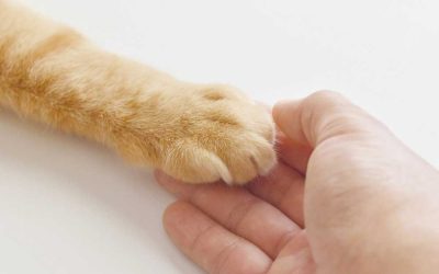 Miért más a macska hamvasztás, és miért fontosak a terek, a szimbolika?