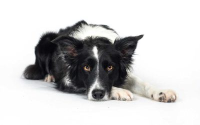 Az állat életében gondoskodjon a búcsúról!