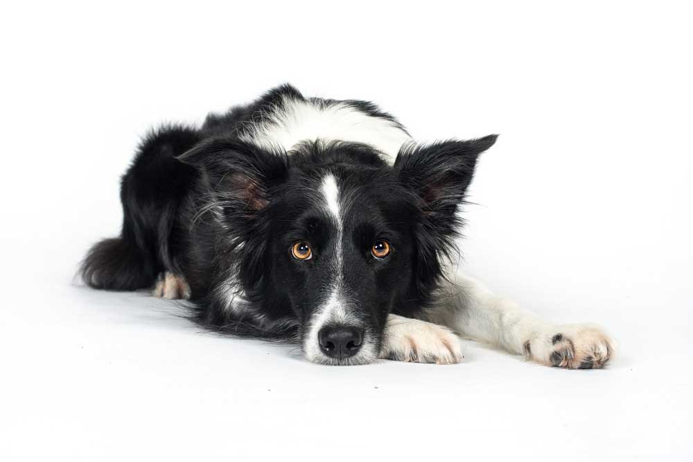 kisállat hamvasztás